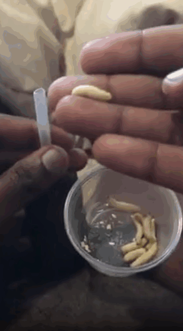 淫荡的家伙将蠕虫放入自己的阴茎来自慰 海报