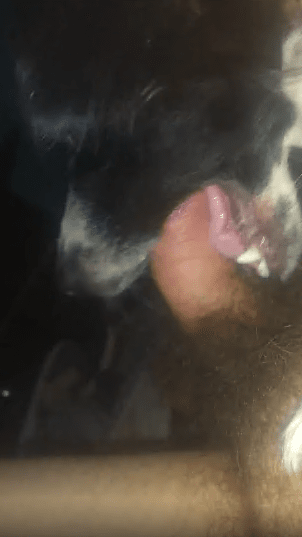 可爱动物的性感喉咙被男人以第一人称视角操 海报