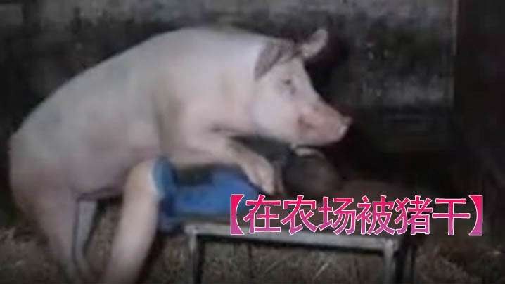 【在农场被猪干】男人被干挺爽。 海报